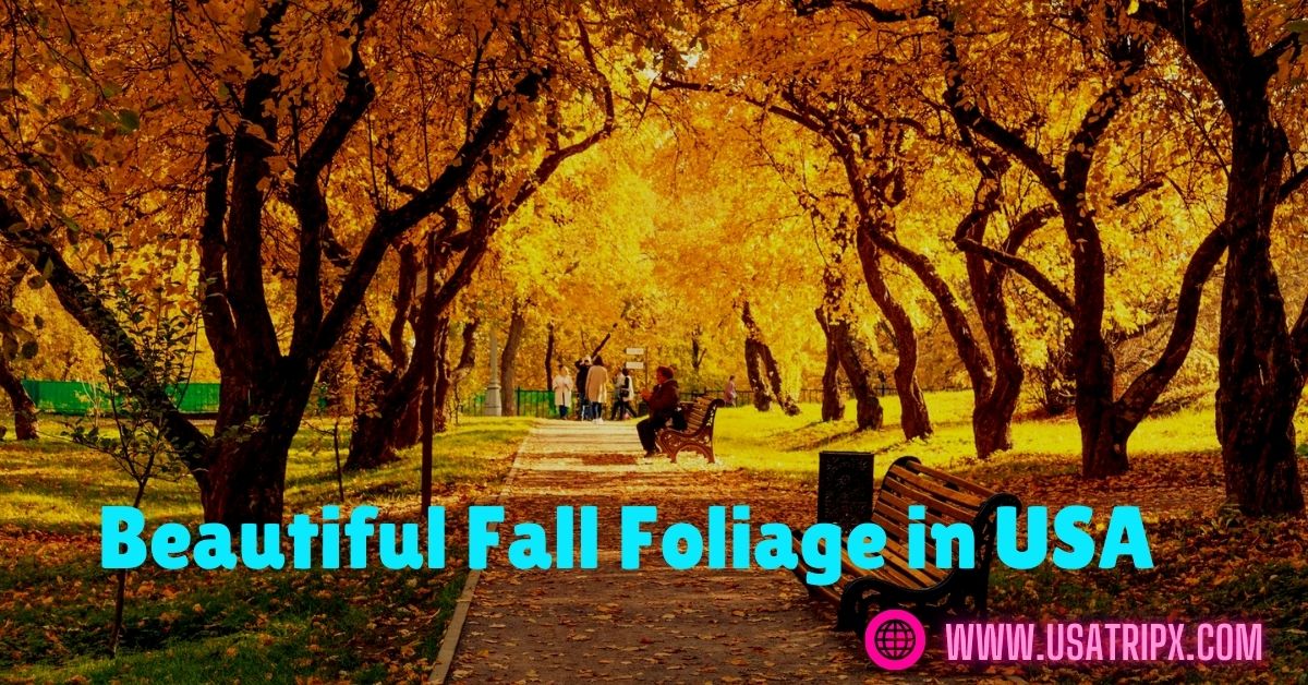 Beautiful Fall Foliage